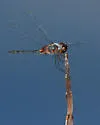 Metallic Pennant - photo 3