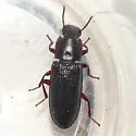 Idiobates castaneus - Idiobates castaneus
