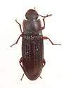 Idiobates castaneus - photo 2