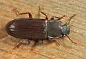 Idiobates castaneus - photo 4