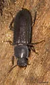 Idiobates castaneus - photo 5
