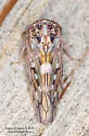 Idiocerus albolinea - photo 2