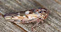 Idiocerus albolinea - photo 3