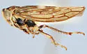 Idiocerus albolinea - photo 4