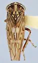 Idiocerus albolinea - photo 5