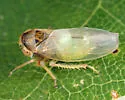 Idiocerus alternatus