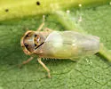 Idiocerus alternatus - photo 2