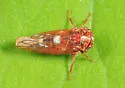 Idiocerus alternatus - photo 3