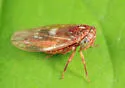 Idiocerus alternatus - photo 4