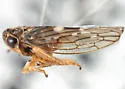 Idiocerus alternatus - photo 5