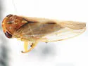 Idiocerus amabilis