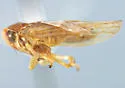 Idiocerus amoemus