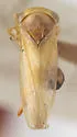 Idiocerus amoemus - photo 2