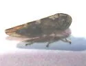 Idiocerus apache