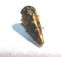 Idiocerus apache - photo 2