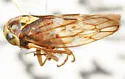 Idiocerus apache - photo 3