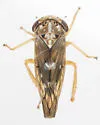 Idiocerus apache - photo 5