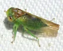 Idiocerus balli - photo 2