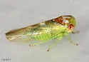 Idiocerus balli - photo 3