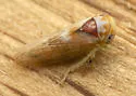 Idiocerus balli - photo 4