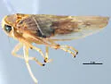 Idiocerus bovinus