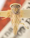 Idiocerus bovinus - photo 2