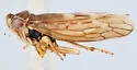 Idiocerus cabotti