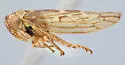 Idiocerus canae - Idiocerus canae