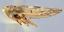 Idiocerus cedrus