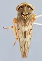 Idiocerus cedrus - photo 2