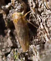 Idiocerus cingulatus - photo 2