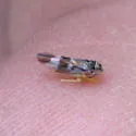 Idiocerus cingulatus - photo 3