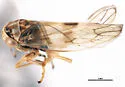 Idiocerus cingulatus - photo 4