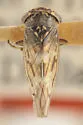 Idiocerus coconinus - Idiocerus coconinus
