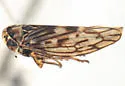 Idiocerus coconinus - photo 2