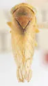 Idiocerus concinnus - photo 2