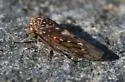 Idiocerus couleanus - photo 2