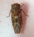 Idiocerus couleanus - photo 3