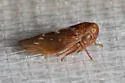 Idiocerus couleanus - photo 4
