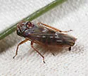 Idiocerus couleanus - photo 5