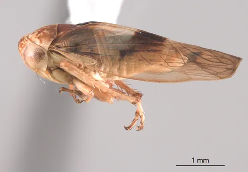 Idiocerus distinctus - Idiocerus distinctus