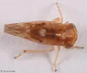 Idiocerus ensiger - Idiocerus ensiger