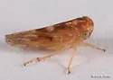 Idiocerus ensiger - photo 2