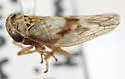 Idiocerus femoratus