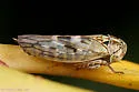 Idiocerus freytagi