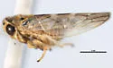 Idiocerus freytagi - photo 2