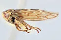 Idiocerus glacialis - Idiocerus glacialis