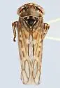 Idiocerus glacialis - photo 2
