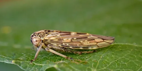 Idiocerus herrichi - Idiocerus herrichi