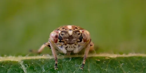 Idiocerus herrichi - photo 2